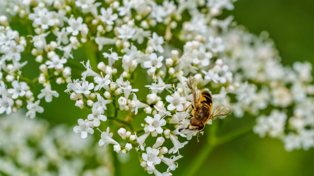 Bílé květenství kozlíku lékařského s pestřenkou