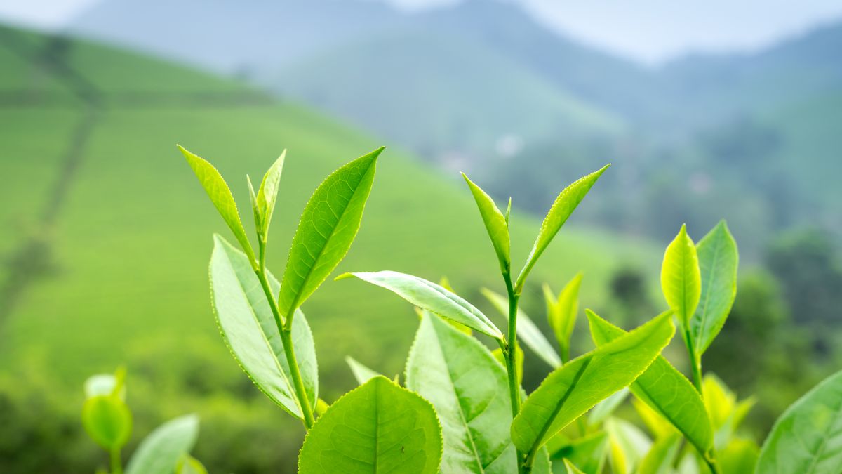 Mladé výhonky čajovníku na čajové plantáži